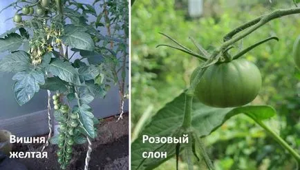 soiuri de tomate pentru sere