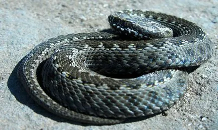 Álomértelmezés álmodott vipera, vipera, amit az álmok alvás közben