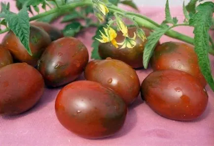 soiuri de tomate pentru sere