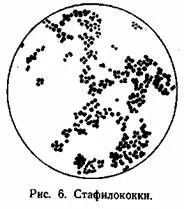 Staphylococcusok, egészségügyi ellenőrzés