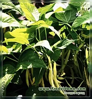 Zöldbab (fotó) leírást, telepítési és gondozása a kert helyén, vendégház és szobanövények