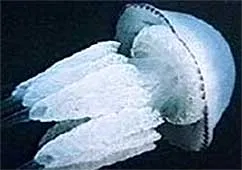 Tratamentul articulațiilor meduza