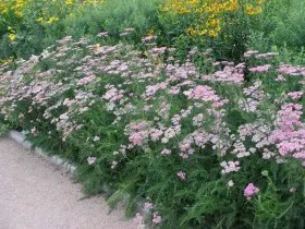 Plante medicinale pentru vedere la grădină, caracteristici, cultivarea și întreținerea