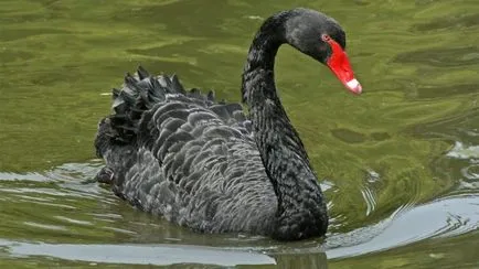 Swan (Cygnus) leírás, osztályozás, faj, táplálás, tények