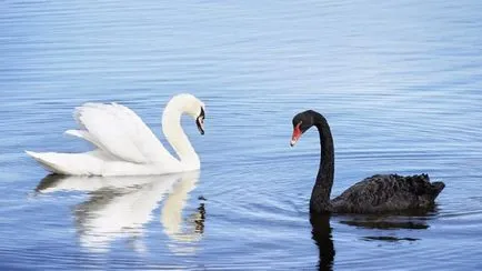 Swan (Cygnus) descriere, clasificare, specii, hrănire, Fapte