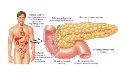 Hasnyálmirigy lipomatosis mi ez