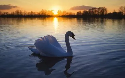 Swan (Cygnus) descriere, clasificare, specii, hrănire, Fapte