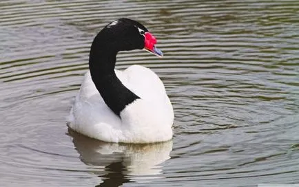 Swan (Cygnus) descriere, clasificare, specii, hrănire, Fapte