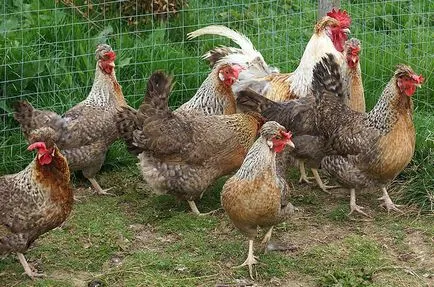 Legbar порода пилета описание и подробности!