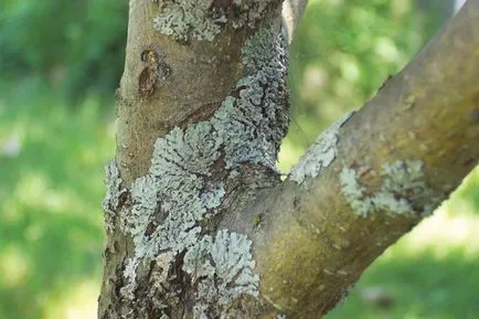 Lichen на лечение ябълка, ефективни мерки за контрол