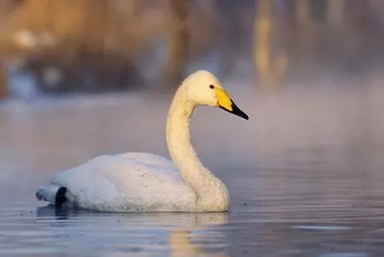 Swan (Cygnus) leírás, osztályozás, faj, táplálás, tények