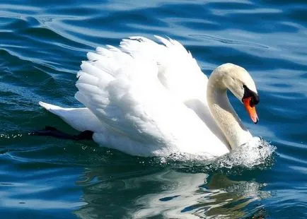 Swan (Cygnus) leírás, osztályozás, faj, táplálás, tények