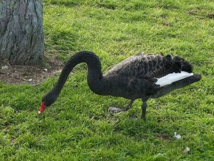 Swan (Cygnus) leírás, osztályozás, faj, táplálás, tények