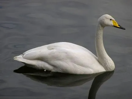 Swan (Cygnus) descriere, clasificare, specii, hrănire, Fapte