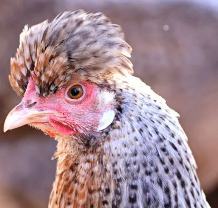 Legbar порода пилета описание и подробности!
