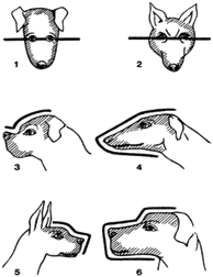 Structura articolelor pentru câini în abateri majore de la norma, exteriorul capului (vedere generală) - corpul De ce