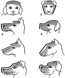Structura articolelor pentru câini în abateri majore de la norma, exteriorul capului (vedere generală) - corpul De ce
