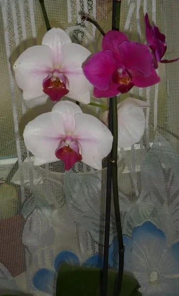 Ar trebui să taie orhidee Phalaenopsis dupa inflorire Phalaenopsis