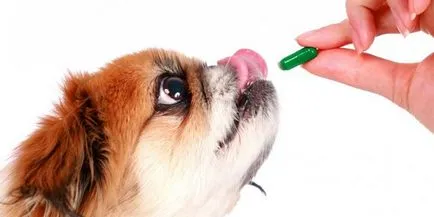Tabletta kutyák kullancsok ellen - utasítások alkalmazása gyógyszerek mellékhatásait és vélemények