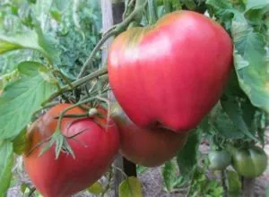 Tomate „Pops“ Caracterizarea și descrierea soiului