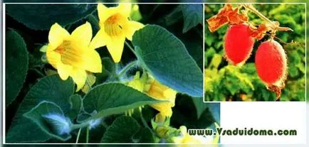 Thladiantha Dubia - снимка и расте, на мястото на градина, вила и стайни растения