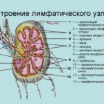 Туберкулоза на лимфните възли симптоми, диагностика, лечение