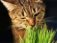 Трева за котки - правилното хранене