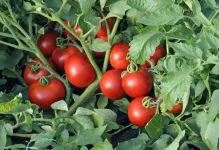 Slot pentru tomate tomate recenzii fotografii, descrierea soiurilor și randamentului