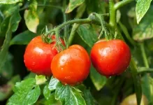 Slot pentru tomate tomate recenzii fotografii, descrierea soiurilor și randamentului