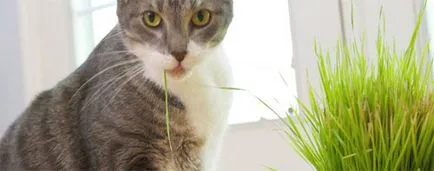 Трева за котки - правилното хранене