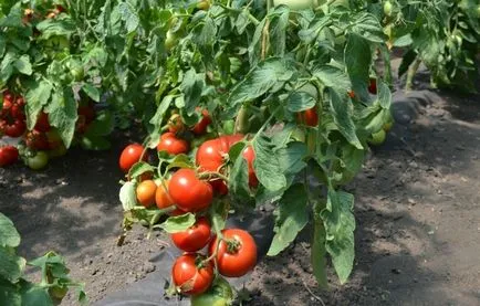 Slot pentru tomate tomate recenzii fotografii, descrierea soiurilor și randamentului