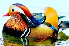 Mandarin патица, където той живее и интересни детайли със снимки порода