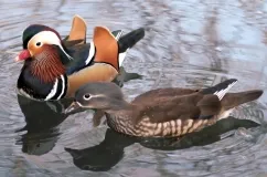 Mandarin kacsa, hol lakik, és érdekes részleteket képekkel fajtához