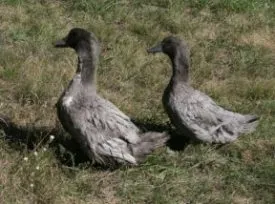 Blue Duck kedvenc fajtája leírás képekkel, tenyésztésre otthon