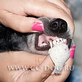 Gondozása a kutya fogai - fogmosás kutyák - mint a fogmosás kutya - fogkrém kutyáknak