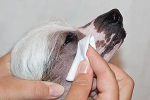 Gondozása egy kutya szemébe - könnyező szem kínai meztelen - világos szemében egy kutya -, hogyan kell tisztítani