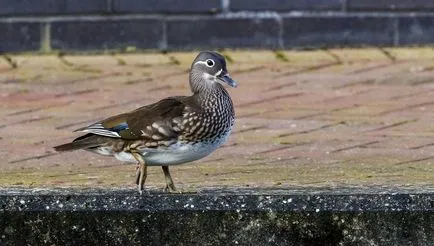 Mandarin kacsa, hol lakik, és érdekes részleteket képekkel fajtához