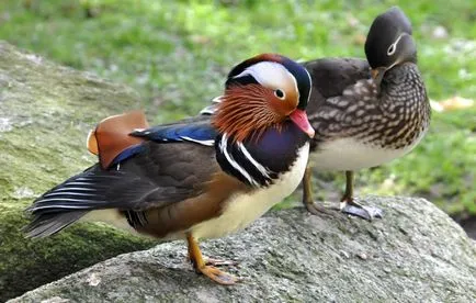 Mandarin патица, където той живее и интересни детайли със снимки порода
