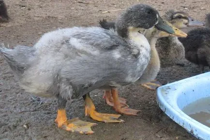 Duck любим - описание порода, правила за отглеждане в дома любимата синьо,