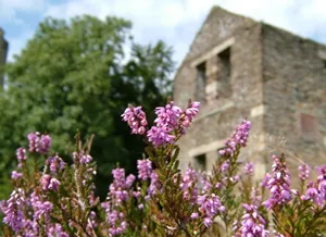 Heather plantare, cultivare, îngrijire și proprietăți de vindecare