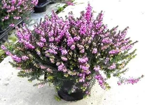 Heather plantare, cultivare, îngrijire și proprietăți de vindecare