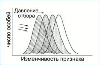 Видове естествен подбор