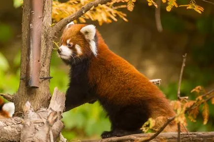 Tipuri panda, specii panda panda se referă la orice tip de