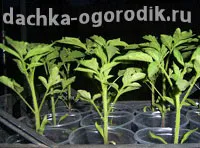 Cultivarea răsaduri de tomate timpurii