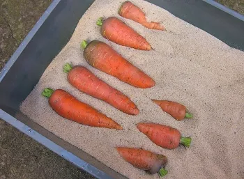 A növekvő sárgarépa nyílt terepet üzleti