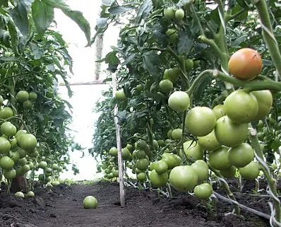 Cultivarea tomate sau tomate în seră