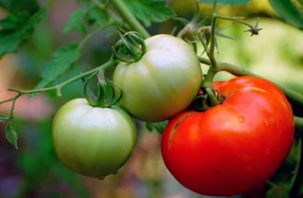 tomate Tall cele mai bune soiuri în aer liber randament arbuști, răsaduri în creștere