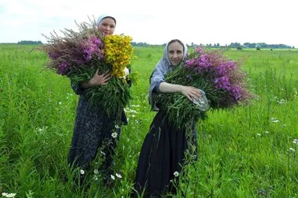 Отглеждане на лечебни растения като бизнес