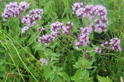 Cultivarea plantelor medicinale ca o afacere