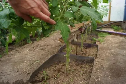 tomate Cultivarea Tall într-o seră